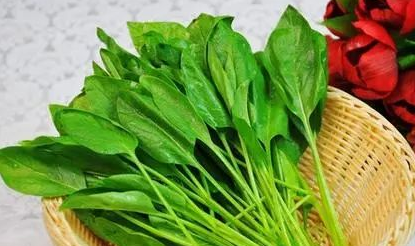 营养师教你食物的科学搭配法 营养师教你食物的科学搭配法