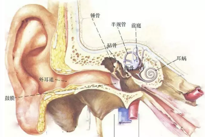 你的眩晕极有可能是耳石症的表现 你的眩晕极有可能是耳石症的表现